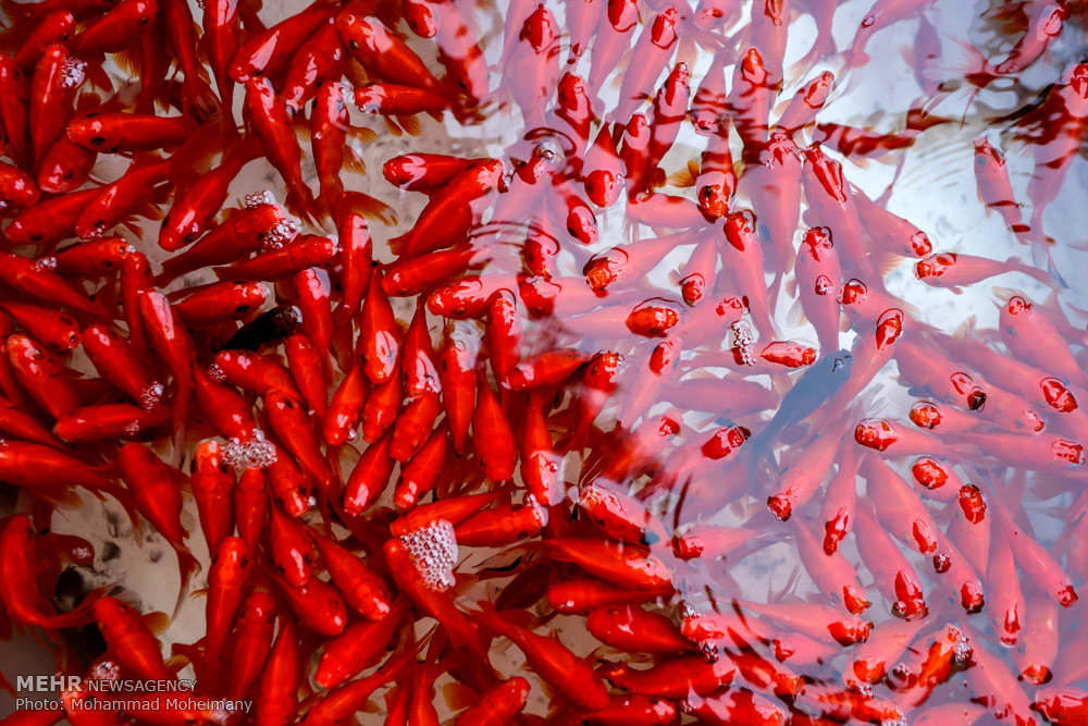 السمك الأحمر ضيف عيد النوروز (صور)