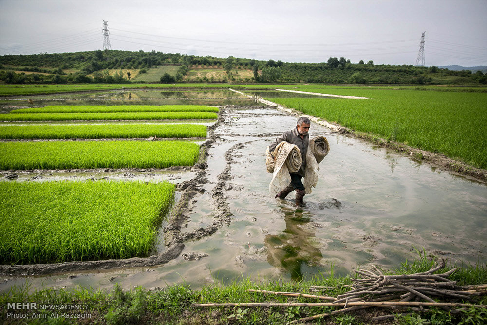 زراعة الأرز في شمال إيران (صور)
