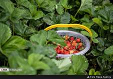 حصاد الفراولة في محافظة كيلان شمال إيران (صور)