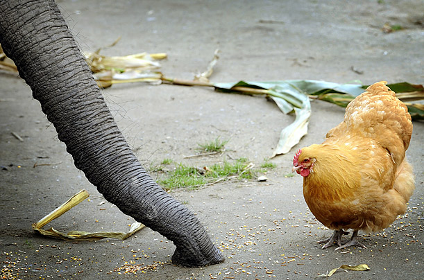 عکس ویژه : رقابت مرغ وفیل بر سر دانه خوردن ...