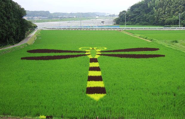 هنرنمایی در مزارع برنج (تصویری)