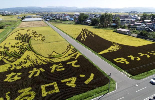 هنرنمایی در مزارع برنج (تصویری)