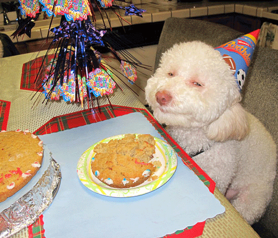چشن تولد یک سگ در امریکا