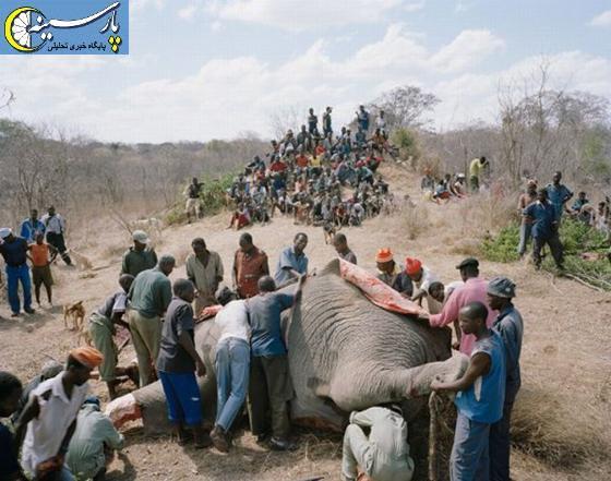 تصویری:چگونه یک فیل خورده می شود