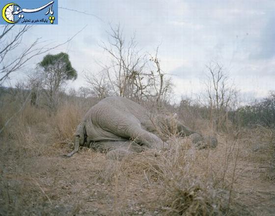 تصویری:چگونه یک فیل خورده می شود