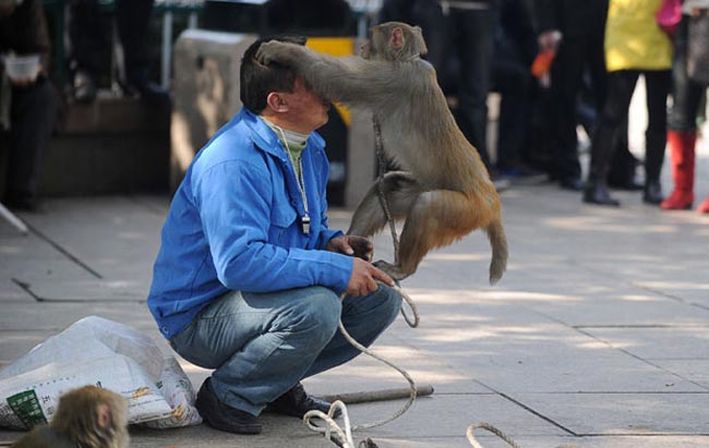 حمله میمون دست آموز به صاحبش