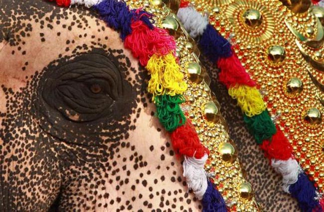 فیل تزیین شده هندی