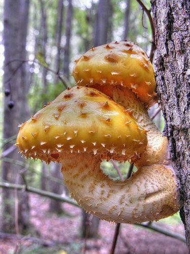 عجیب ترین و زیبا ترین قارچ های دنیا (عکس) www.TAFRIHI.com