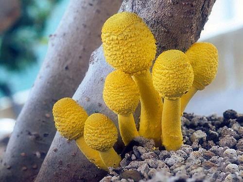 عجیب ترین و زیبا ترین قارچ های دنیا (عکس) www.TAFRIHI.com