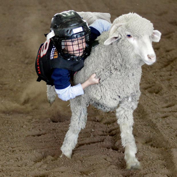مسابقات گوسفند سواری