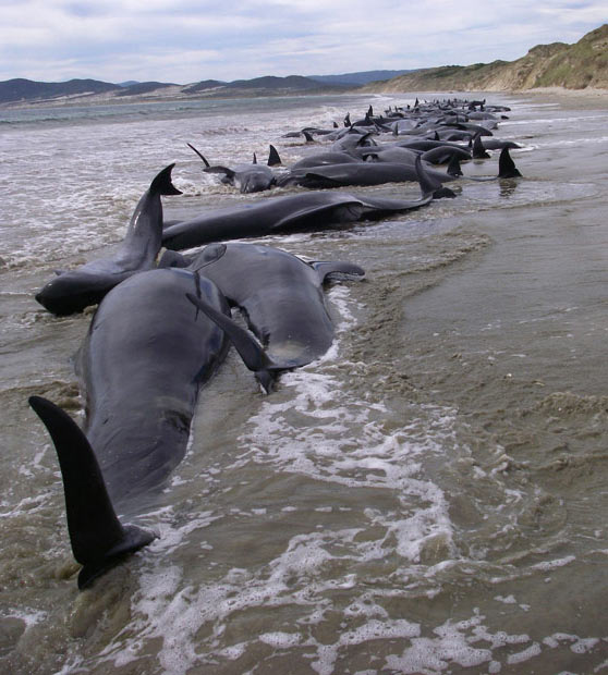 خودکشی نهنگ ها