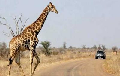 خطرات رانندگی در آفریقا (تصویری) www.TAFRIHI.com