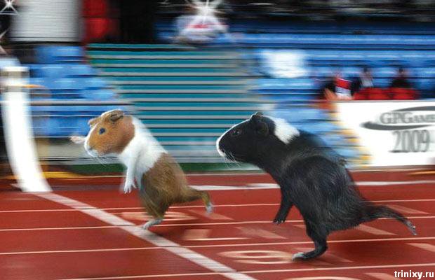 المپیک موش ها!(گزارش تصویری)