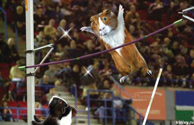المپیک موش ها!(گزارش تصویری) www.TAFRIHI.com Fun