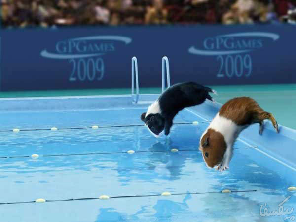 المپیک موش ها!(گزارش تصویری) www.TAFRIHI.com Fun