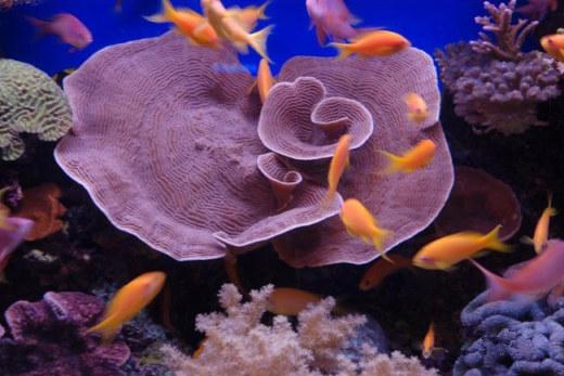 حیوانات زیر آب و اقیانوس و دریا