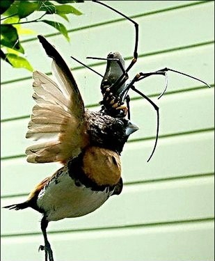 عنکبوت پرنده خوار! (+عکس)