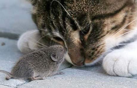 شجاع ترین موش دنیا یا بی بخارترین گربه جهان؟! (عکس) 