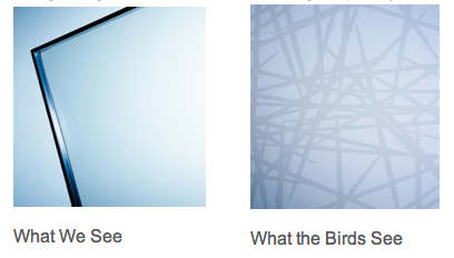 طراحی شیشه دوستدار پرندگان با کمک عنکبوتها (+عکس)