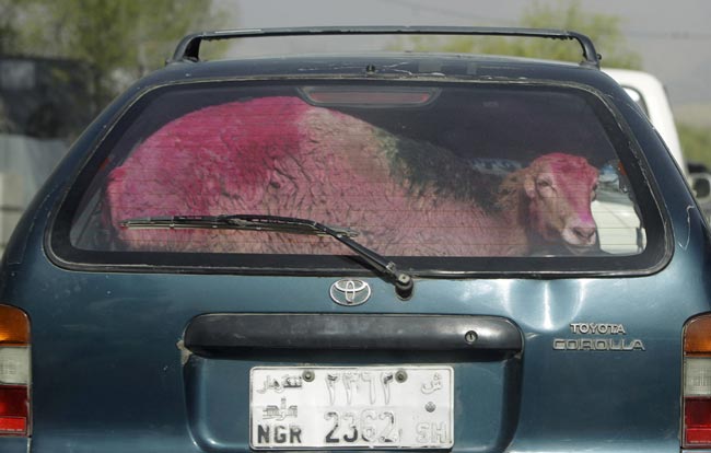 انتقال گوسفند با خودروي سواري در كابل