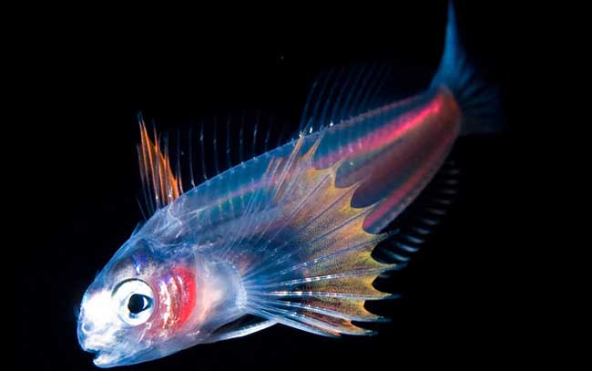 ماهی های کوچک در اعماق اقیانوس