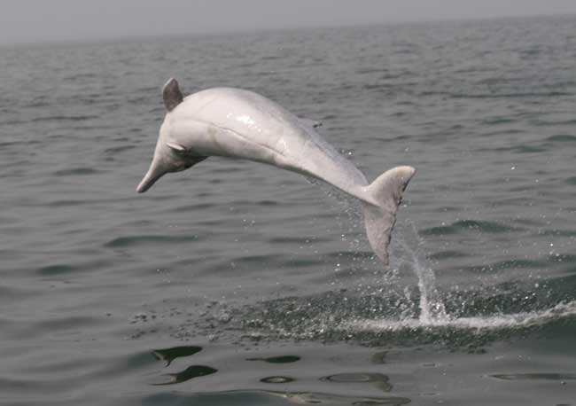 دلفین سفید