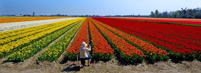 مزرعه كشت گل لاله در هلند