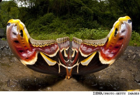 بزرگترین پروانه جهان