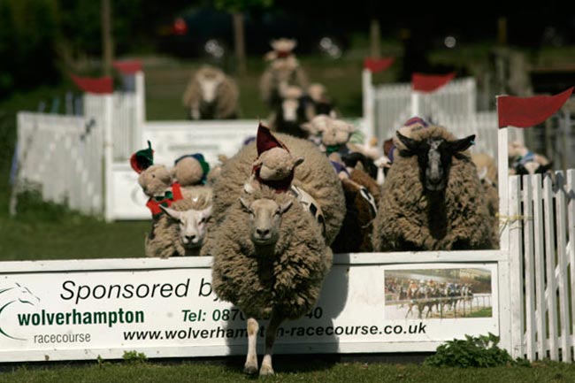 مسابقات گوسفندان