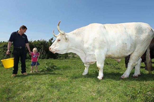بزرگترين گاو بريتانيا