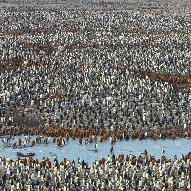 تجمع پنگوئن ها