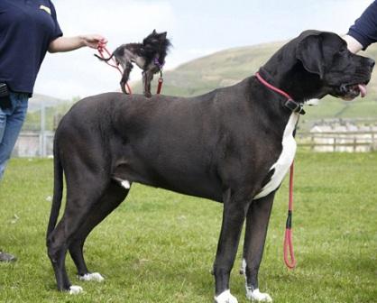 کوچکترین و بزرگترین سگ دنیا