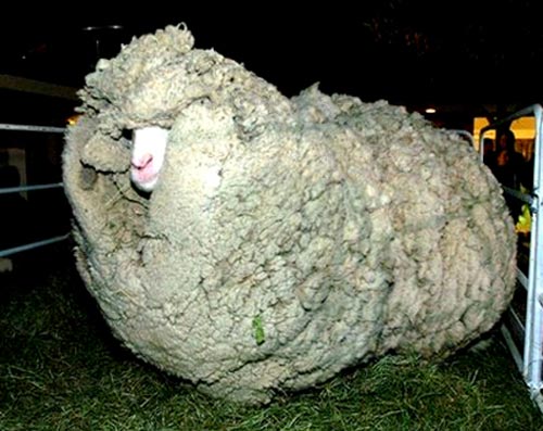 پشمالوترين گوسفند نيوزلند 