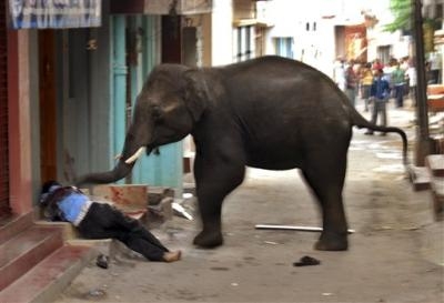 فیل