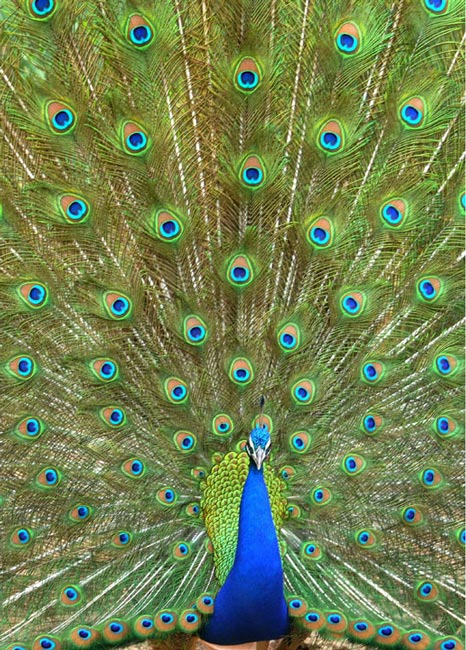 طاووس باغ وحش حیدر آباد هند