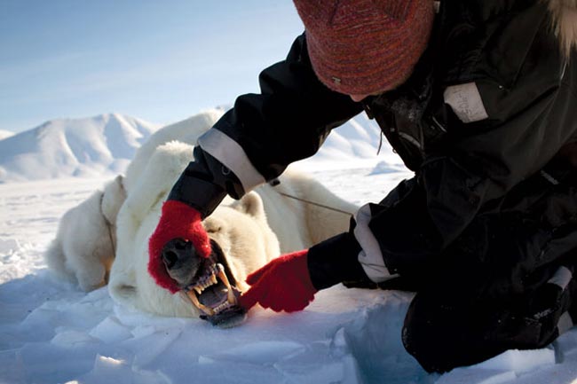 معاینه دندان خرس قطبی