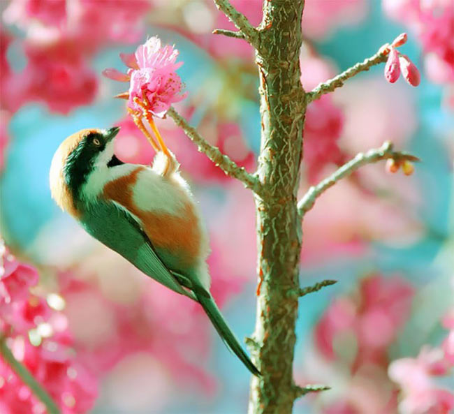 180234 101 عکس های فوق العاده زیبا از پرندگان ! از دست ندهید