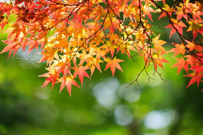عکسهای زیبا از فصل پاییز