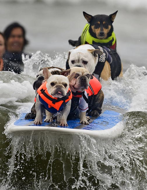 موج سواري سگ ها