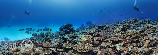 دنیای زیر آب جزایر مالدیو