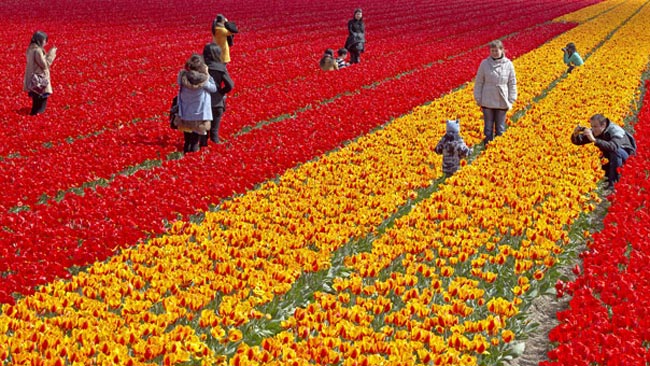 باغ گل لاله در هلند