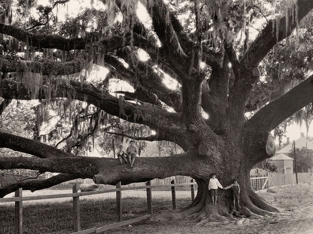 درختی در لوییزیانا آمریکا
