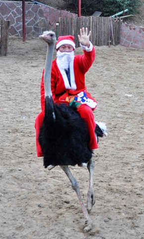 بابانوئل سوار بر شتر مرغ