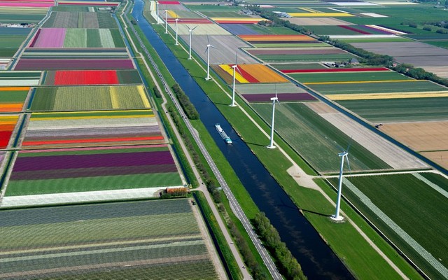 زمین های گل لاله در هلند