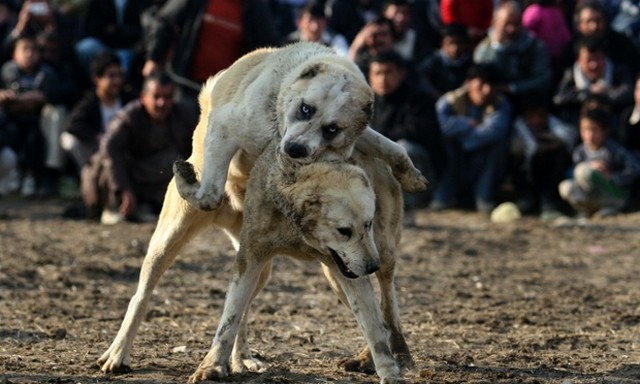 سگ ها در کابل