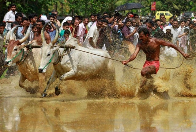 مسابقات گاورانی در هند