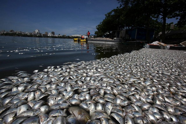 تلف شدن هزاران ماهی
