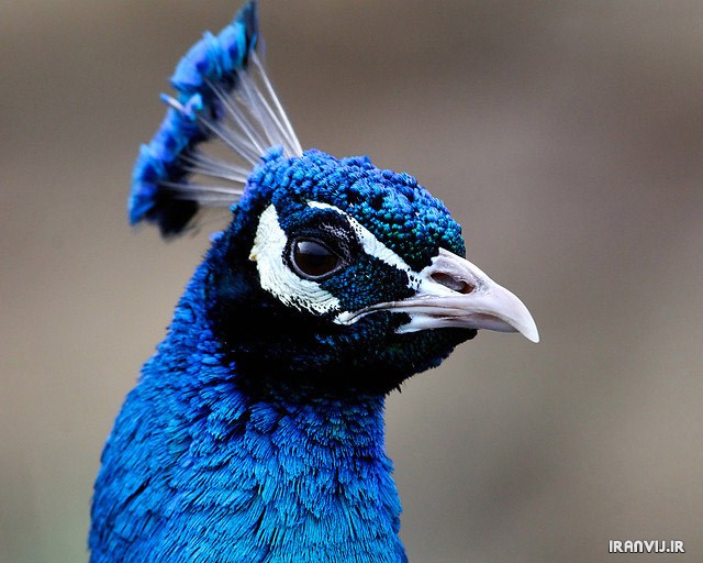 تصاوير فوق العاده زيبا از طاووس