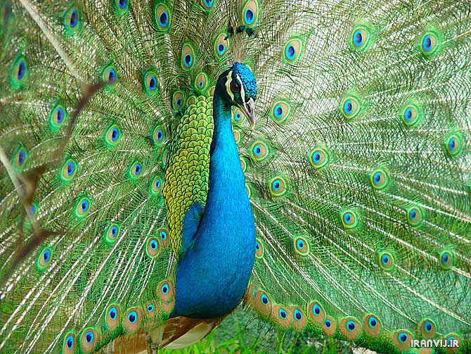 تصاوير فوق العاده زيبا از طاووس