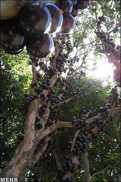 انگور برزیلی 